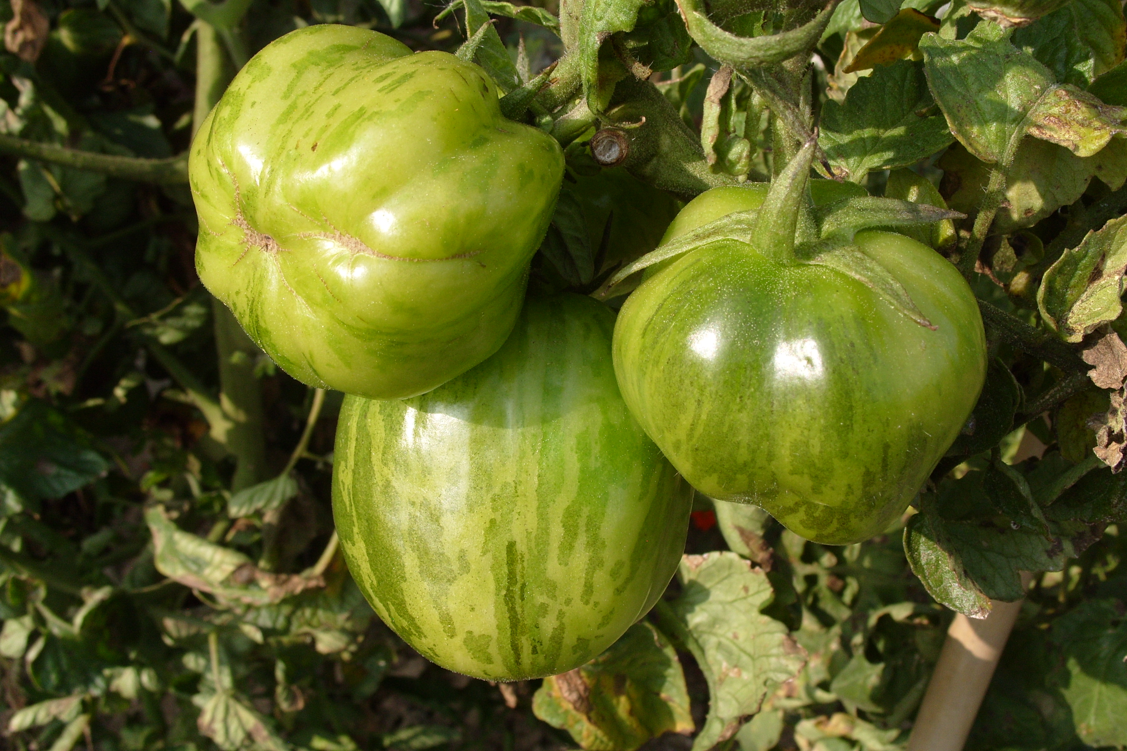 tomates green zebra (produit du potager)